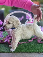 Navy Blue, a male Poodle - Standard  for sale in Lake Elsinore, CA – Photo 3 of 4
