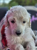 Navy Blue, a male Poodle - Standard  for sale in Lake Elsinore, CA – Photo 4 of 4