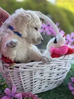 Navy Blue, a male Poodle - Standard  for sale in Lake Elsinore, CA – Photo 1 of 4