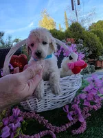 Light Blue, a male Poodle - Standard  for sale in Lake Elsinore, CA – Photo 4 of 4