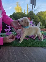 Light Blue, a male Poodle - Standard  for sale in Lake Elsinore, CA – Photo 3 of 4