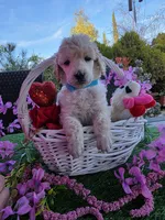 Light Blue, a male Poodle - Standard  for sale in Lake Elsinore, CA – Photo 1 of 4