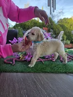 Light Blue, a male Poodle - Standard  for sale in Lake Elsinore, CA – Photo 2 of 4