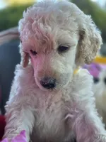Yellow Fellow, a male Poodle - Standard  for sale in Lake Elsinore, CA – Photo 3 of 5