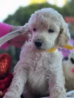 Yellow Fellow, a male Poodle - Standard  for sale in Lake Elsinore, CA – Photo 1 of 5