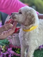 Yellow Fellow, a male Poodle - Standard  for sale in Lake Elsinore, CA – Photo 4 of 5