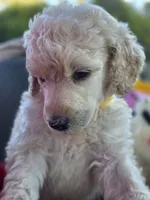 Yellow Fellow, a male Poodle - Standard  for sale in Lake Elsinore, CA – Photo 5 of 5