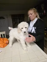 Green, a male Poodle - Standard  for sale in Lake Elsinore, CA – Photo 1 of 2