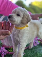 Yellow Fellow, a male Poodle - Standard  for sale in Lake Elsinore, CA – Photo 2 of 5