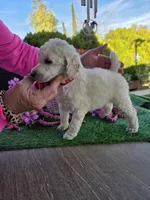 Red, a female Poodle - Standard  for sale in Lake Elsinore, CA – Photo 2 of 4