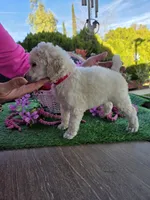 Red, a female Poodle - Standard  for sale in Lake Elsinore, CA – Photo 3 of 4