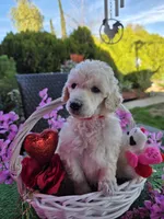 Red, a female Poodle - Standard  for sale in Lake Elsinore, CA – Photo 1 of 4