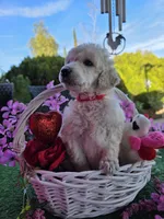 Red, a female Poodle - Standard  for sale in Lake Elsinore, CA – Photo 4 of 4