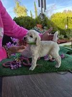 Green, a male Poodle - Standard  for sale in Lake Elsinore, CA – Photo 2 of 2