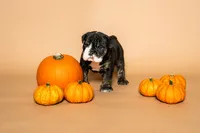Puppy Number 5 , a female English Bulldog for sale in Houston, TX – 3 of 3