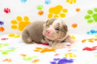 English Bulldog Pup , a male English Bulldog for sale in Houston, TX – 4 of 8