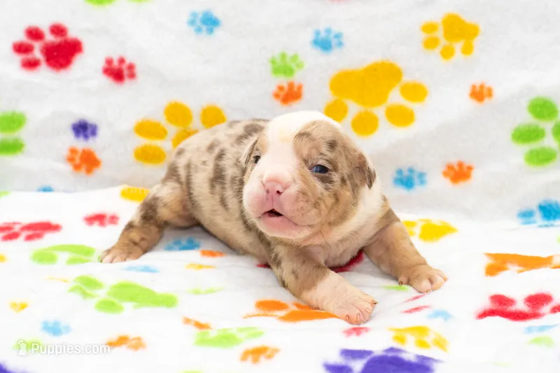 English Bulldog Pup  – English Bulldog puppy for sale in Houston, TX