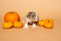 Puppy #2 , a female English Bulldog for sale in Houston, TX – 2 of 4
