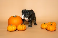 Puppy Number 5 , a female English Bulldog for sale in Houston, TX – 2 of 3