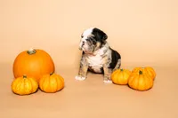Puppy Number 6 , a male English Bulldog for sale in Houston, TX – 4 of 4
