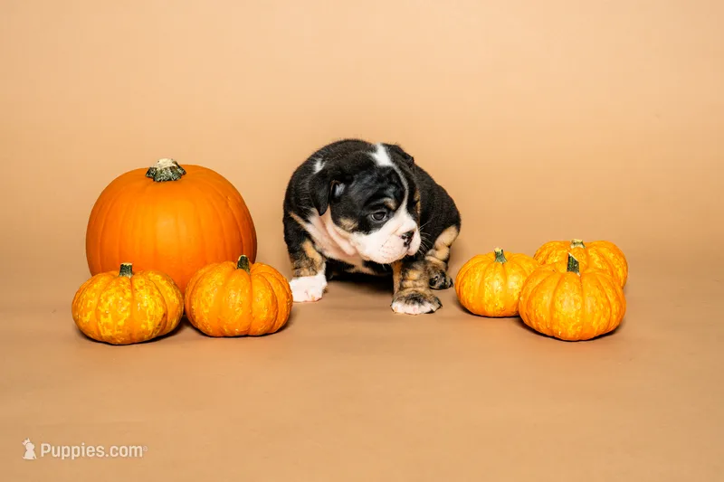 Puppy  – English Bulldog puppy for sale in Houston, TX