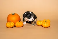 Puppy , a male English Bulldog for sale in Houston, TX – 1 of 3