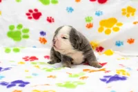 Puppy #3, a female English Bulldog for sale in Houston, TX – 4 of 5