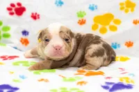 English Bulldog Pup , a male English Bulldog for sale in Houston, TX – 5 of 8