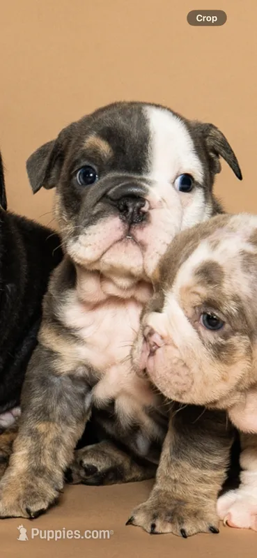 Puppy #3 – English Bulldog puppy for sale in Houston, TX