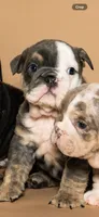 Puppy #3, a female English Bulldog for sale in Houston, TX – 1 of 5