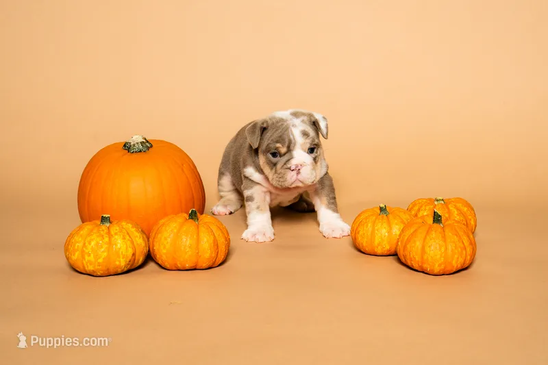 Puppy #2  – English Bulldog puppy for sale in Houston, TX
