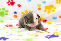 Puppy #3, a female English Bulldog for sale in Houston, TX – 5 of 5