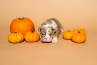 Puppy #2 , a female English Bulldog for sale in Houston, TX – 4 of 4