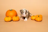 Puppy #2 , a female English Bulldog for sale in Houston, TX – 3 of 4