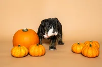 Puppy Number 5 , a female English Bulldog for sale in Houston, TX – 1 of 3