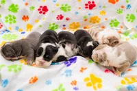English Bulldog Pup , a male English Bulldog for sale in Houston, TX – 6 of 8