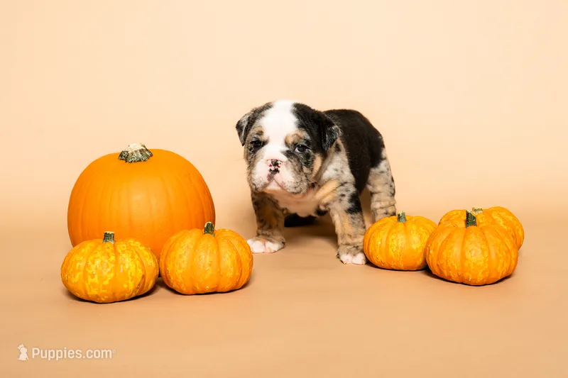 Puppy Number 6  – English Bulldog puppy for sale in Houston, TX