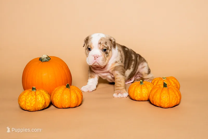English Bulldog Pup  – English Bulldog puppy for sale in Houston, TX