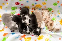 English Bulldog Pup , a male English Bulldog for sale in Houston, TX – 8 of 8