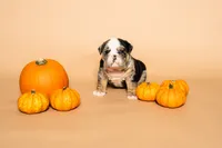 Puppy Number 6 , a male English Bulldog for sale in Houston, TX – 3 of 4