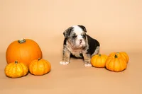 Puppy Number 6 , a male English Bulldog for sale in Houston, TX – 2 of 4