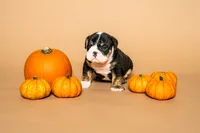 Puppy , a male English Bulldog for sale in Houston, TX – 2 of 3