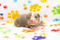 English Bulldog Pup , a male English Bulldog for sale in Houston, TX – 7 of 8