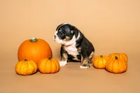 Puppy , a male English Bulldog for sale in Houston, TX – 3 of 3