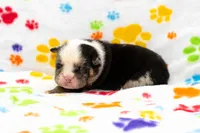 English Bulldog Pup , a male English Bulldog for sale in Houston, TX – 3 of 8