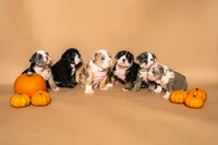 Puppy #3, a female English Bulldog for sale in Houston, TX – 2 of 5