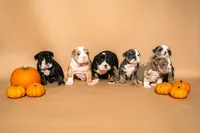 Puppy #3, a female English Bulldog for sale in Houston, TX – 3 of 5