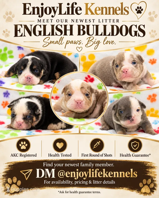 English Bulldog Pup  – English Bulldog puppy for sale in Houston, TX