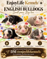 English Bulldog Pup , a male English Bulldog for sale in Houston, TX – 1 of 8