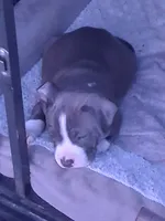 Pitbull puppy, a male American Pit Bull Terrier for sale in Des Moines, IA – 2 of 2